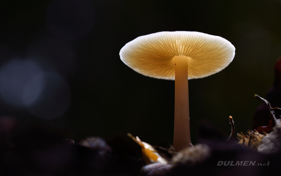 Agaric fungus (Volvariella pusilla)
